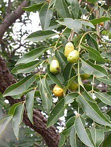 spondias-mombin-agaci