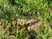 odorrana-andersonii-qurbagasi