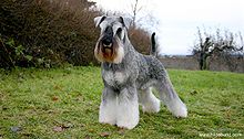 miniature-schnauzer-it-cinsi