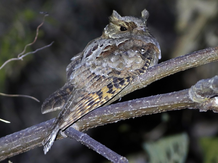 qulaqli-poorwill