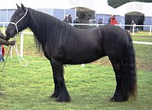 dales-pony-at-cinsi