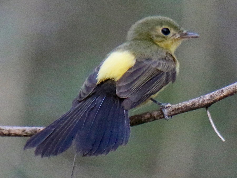 qaraquyruq-myiobius