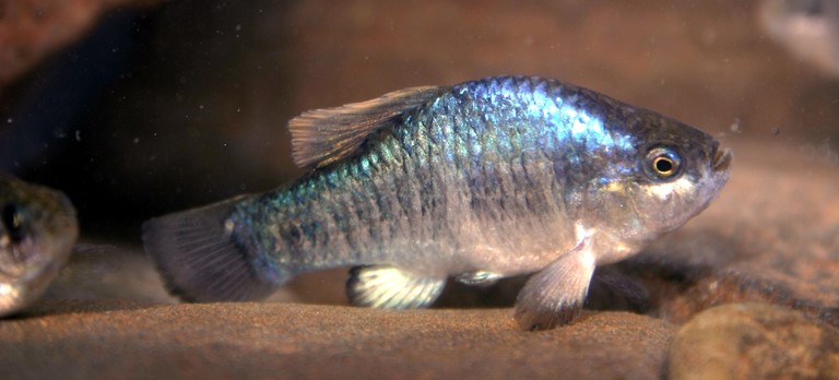 owens-pupfish-baligi