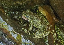 amolops-formosus-qurbagasi