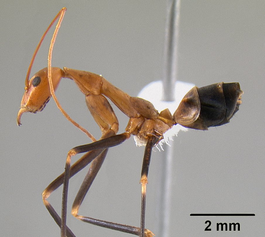 leptomyrmex-qarisqasi