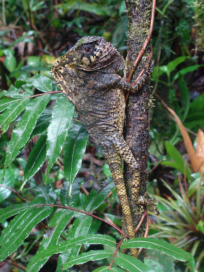 hamar-debilqeli-iguana