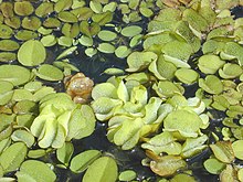 salvinia-molesta