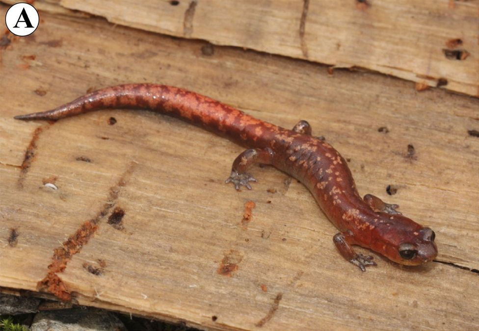 pseudoeurycea-aurantia-salamandrasi