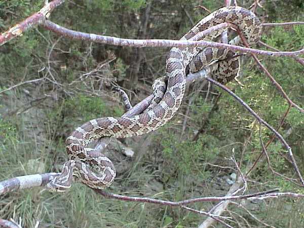 pantherophis-emoryi-ilani