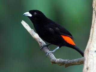 alovbel-tanager