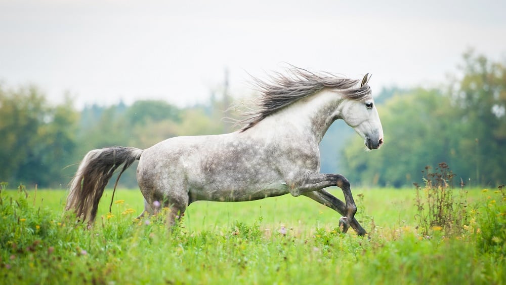andalusian-ati