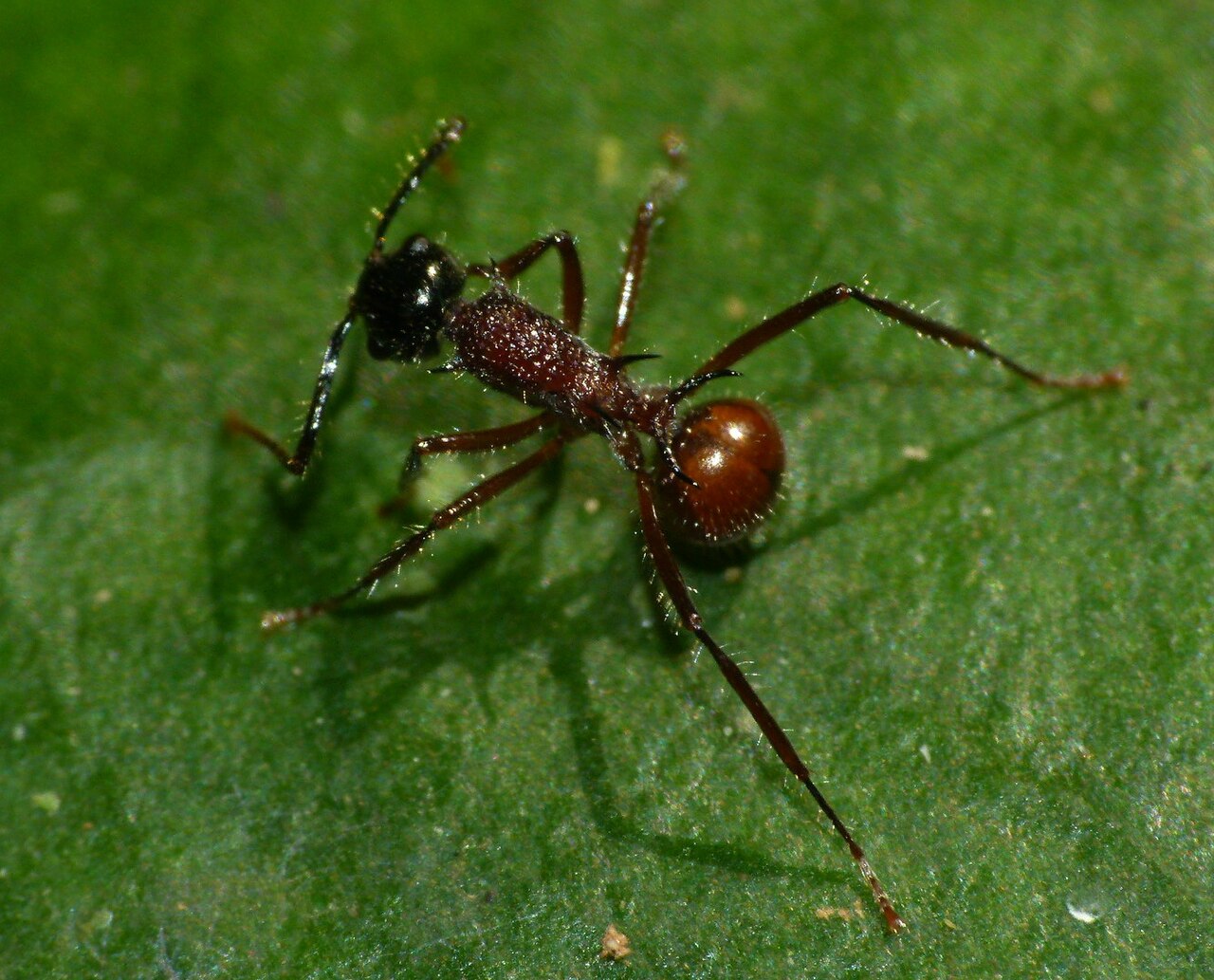 polyrhachis-qarisqasi