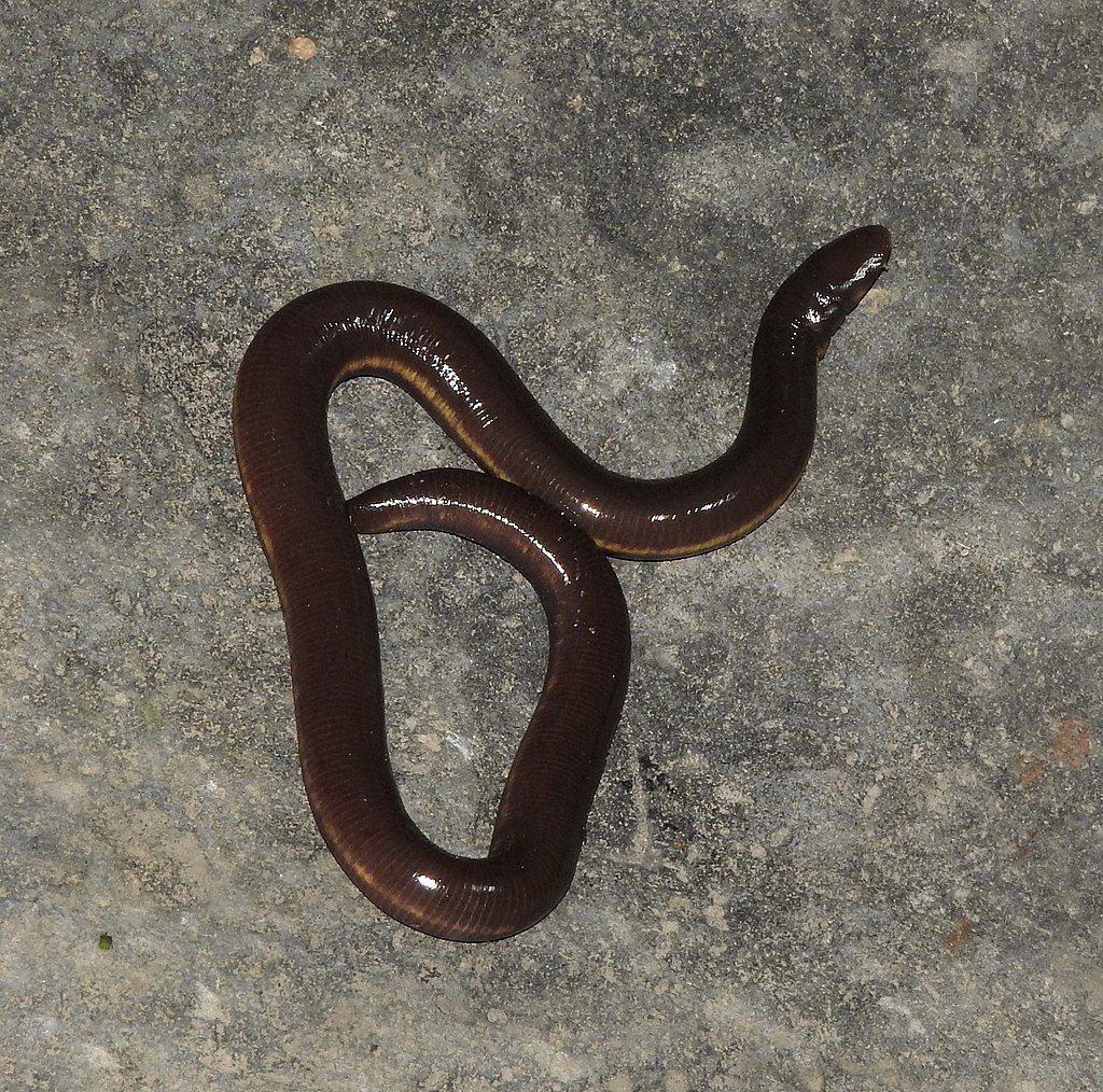 ichthyophis-hypocyaneus