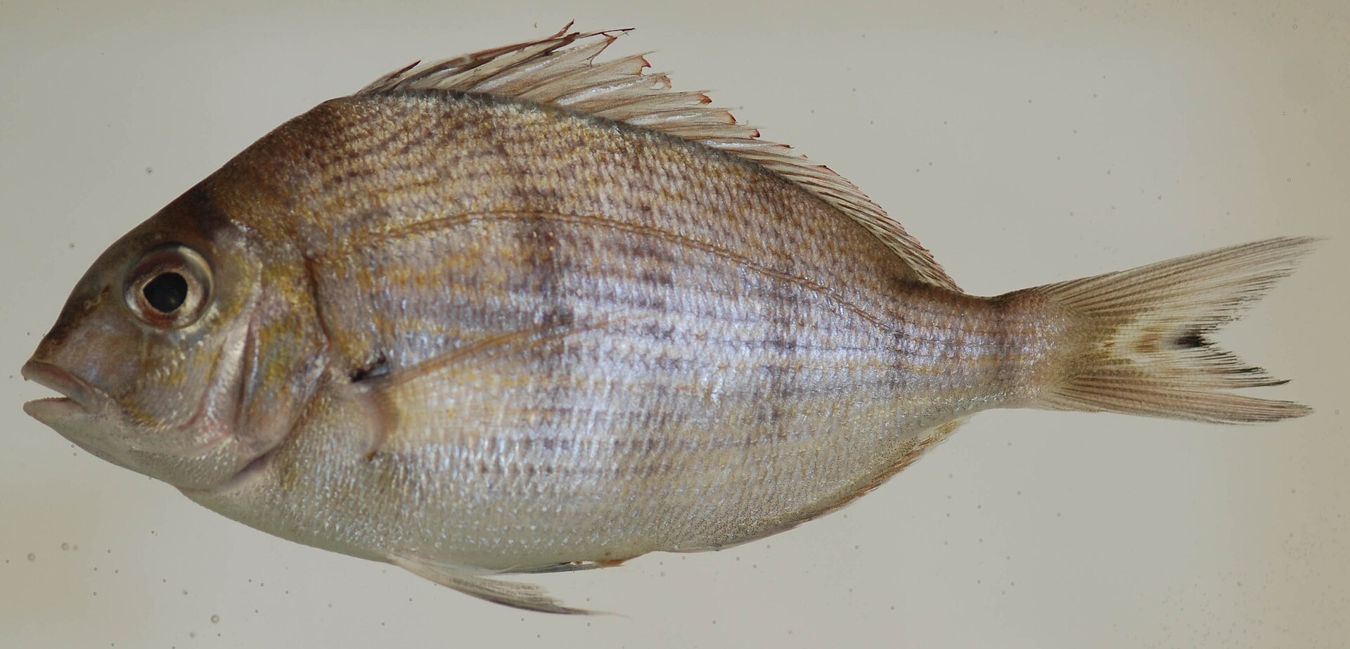 scup-baligi