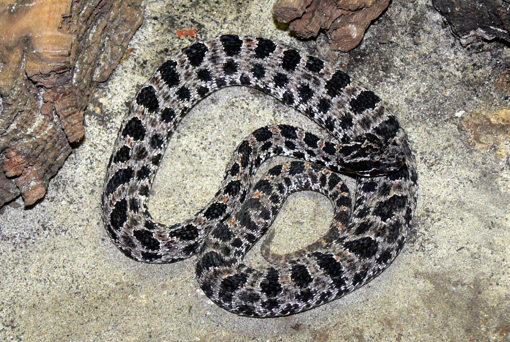 sistrurus-miliarius-barbouri-ilani