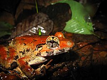 blyth-cay-qurbagasi-limnonectes-blythii