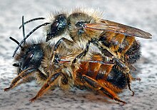 mason-bee-ari-cinsi