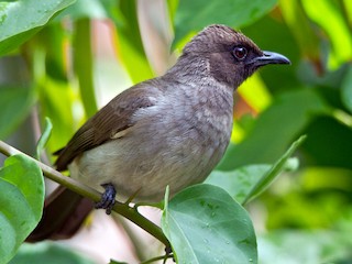 adi-bulbul