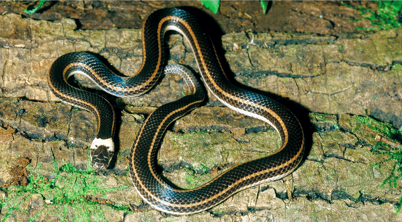 elapotinus-ilanlari