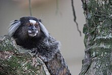 vid-marmoseti-meymunu-callithrix-kuhlii