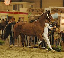 holland-qosqu-ati