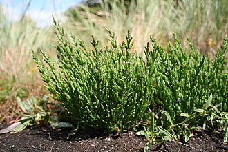salicornia