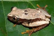 afrixalus-equatorialis-qurbagasi