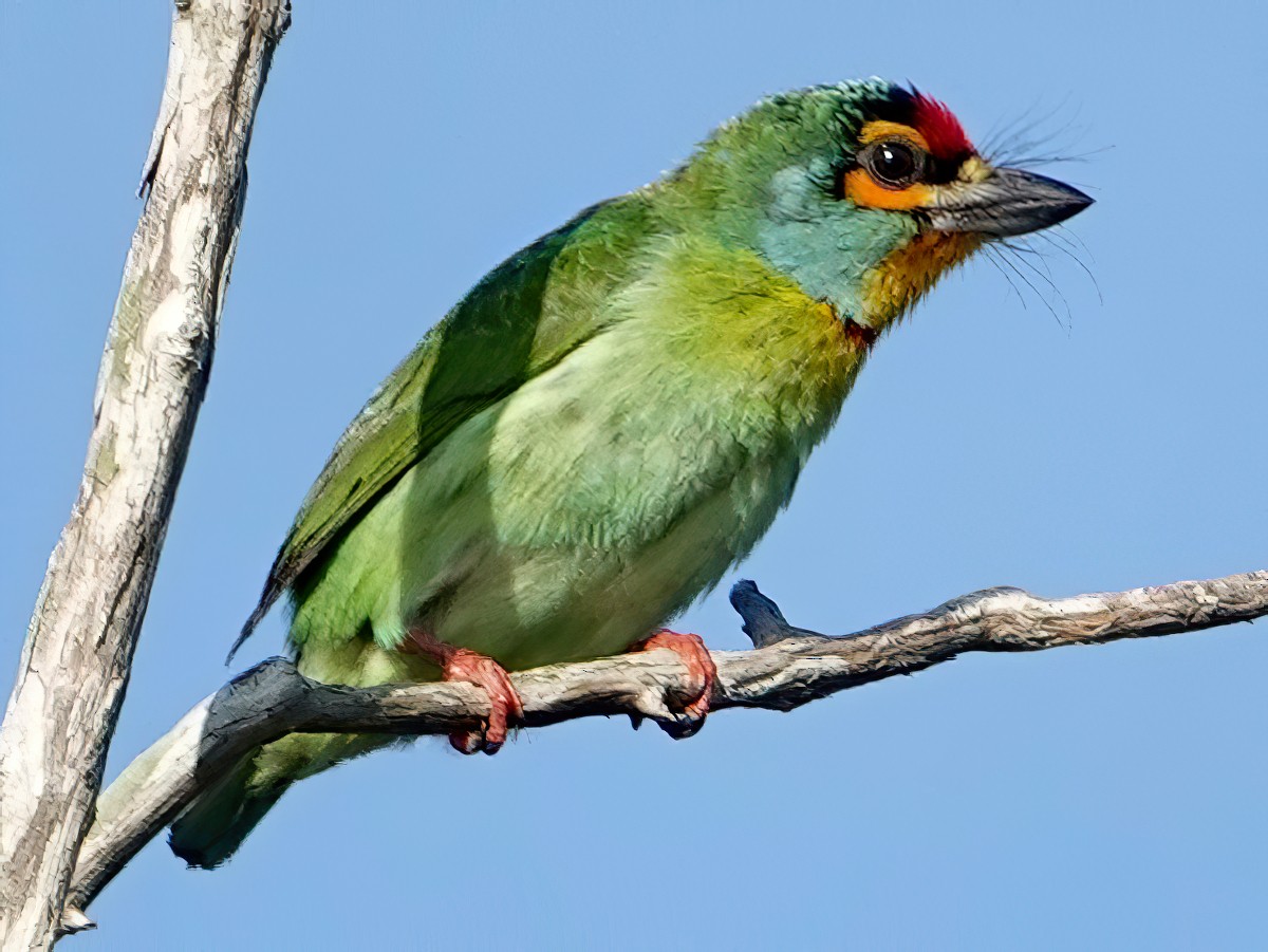 qirmizialinli-barbet