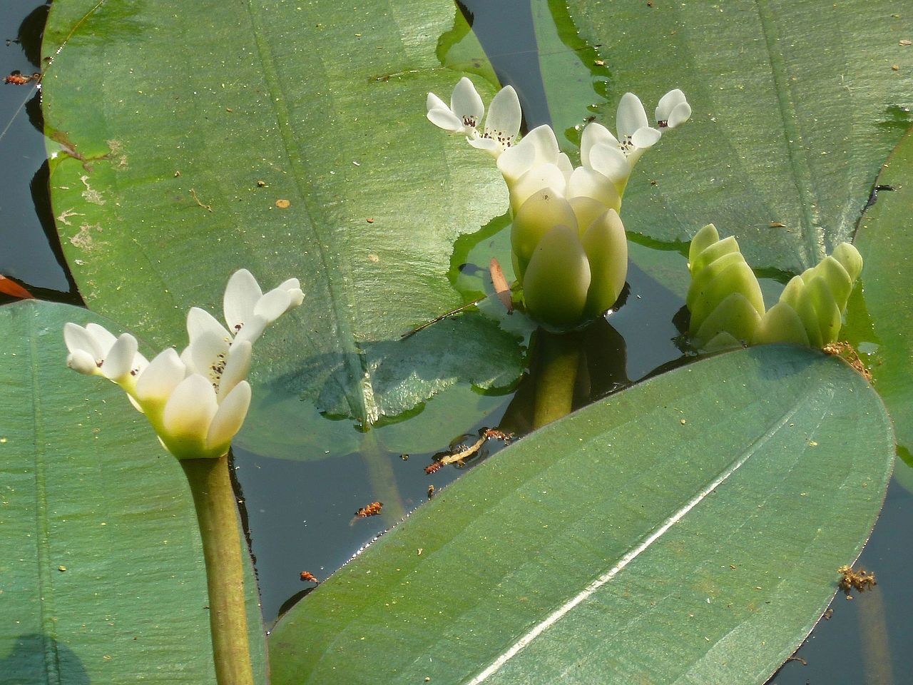 aponogeton-distachyos