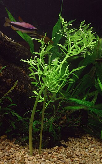 ceratopteris-thalictroides-bitki