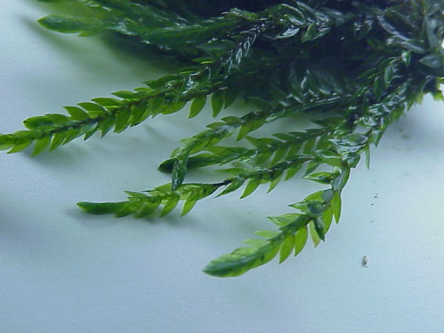 fontinalis