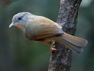 qehveyiyanaq-fulvetta