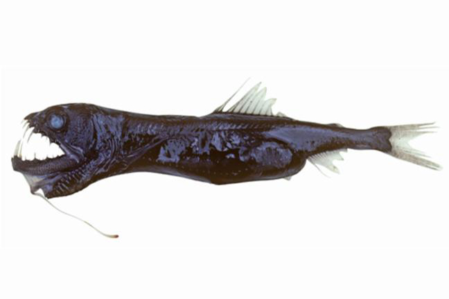 stomiidae-baligi