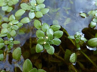 callitriche-brutia