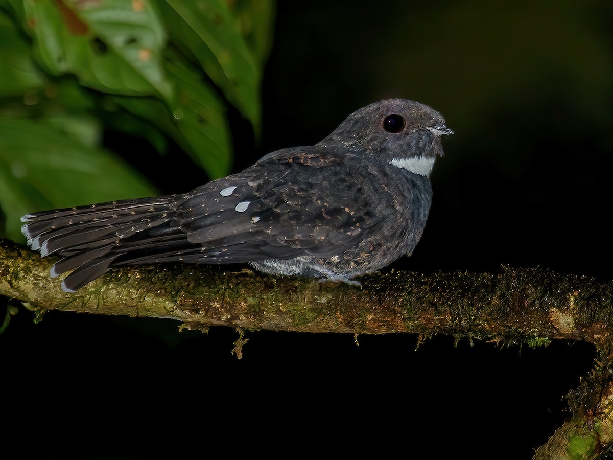 coko-poorwill
