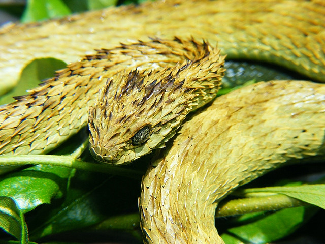 atheris-ilani