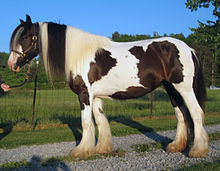 qipsi-kob-at-cinsi
