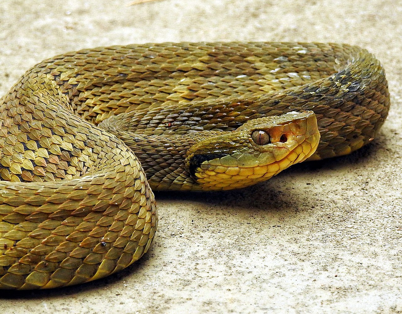 bothrops-jararaca-ilani