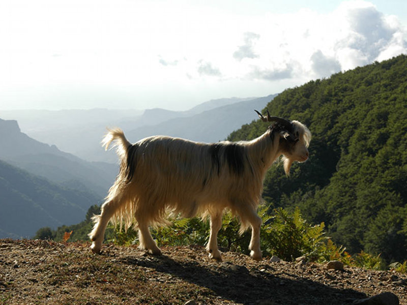 aspromonte-kecisi
