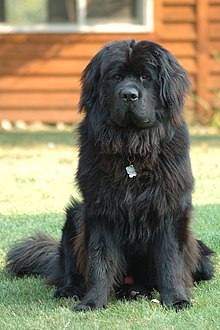 newfoundland-it-cinsi