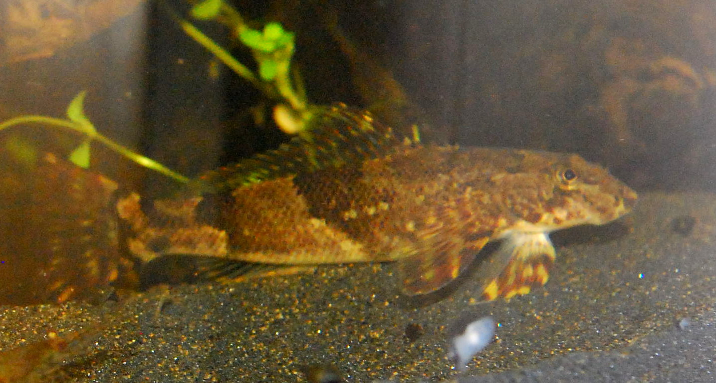 torrentfish-baligi