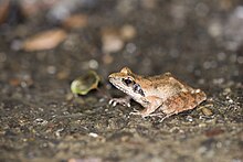 rana-longicrus-qurbagasi