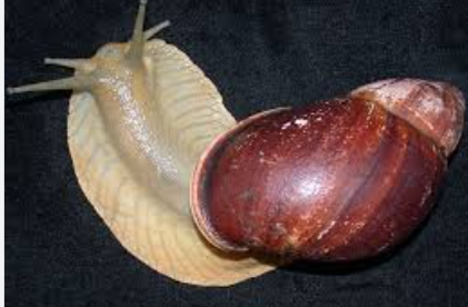megalobulimus-grandis-ilbiz-novu