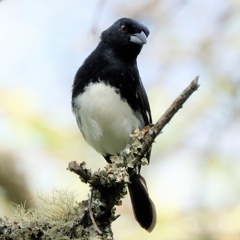 qara-ag-tanager