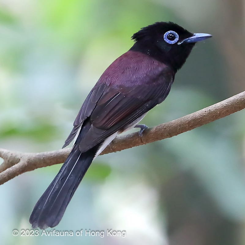 qara-cennet-milcekqapani