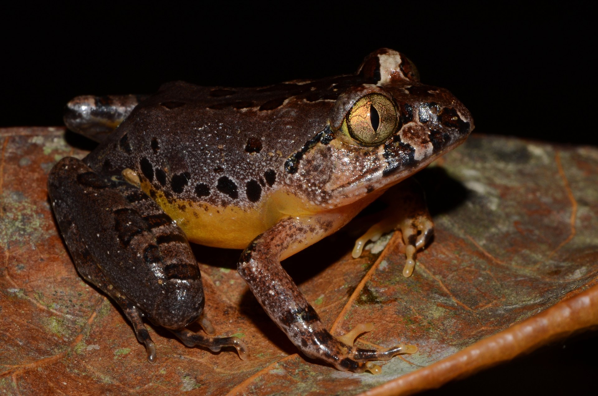 astylosternus-batesi-qurbagasi