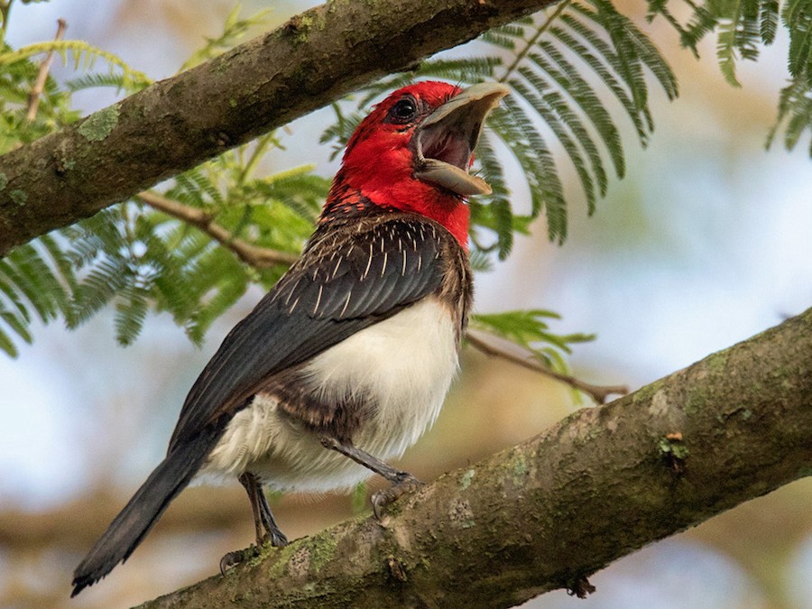 qehveyi-doslu-barbet
