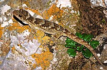 duvaucel-gekonu-hoplodactylus-duvaucelii