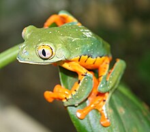 cruziohyla-calcarifer-sahzade-yarpaq-qurbagasi