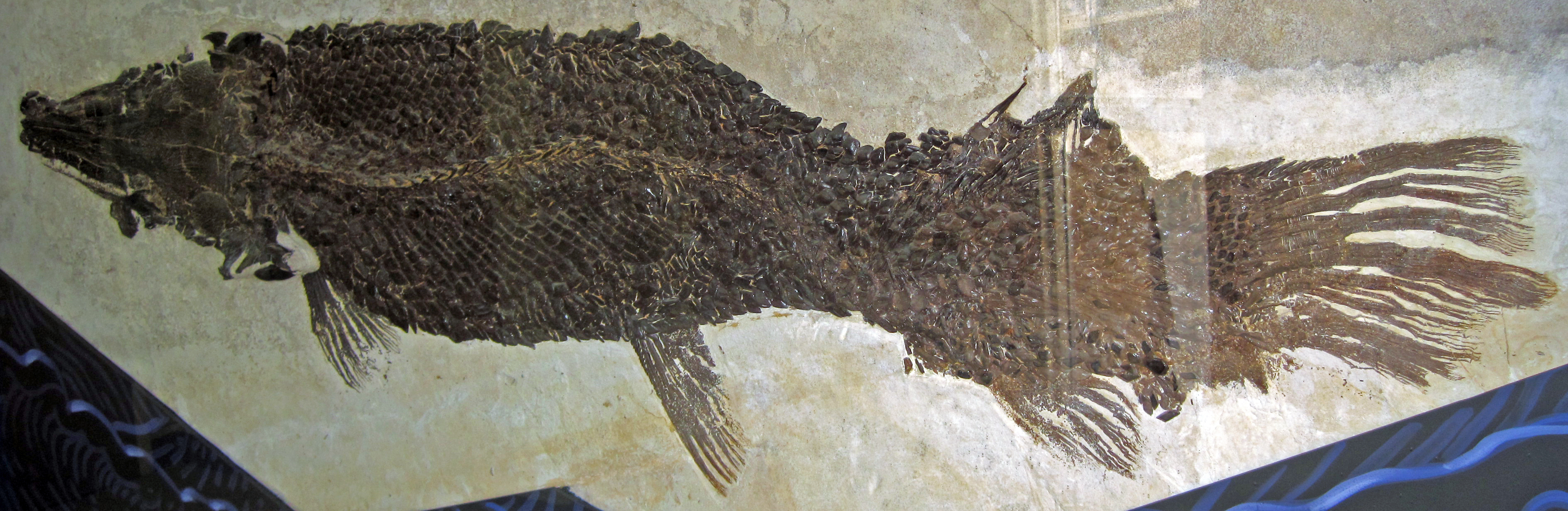 atractosteus-atrox